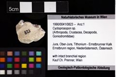 Foto (Objket + Etiketten) von Cycloprosopon sp. 